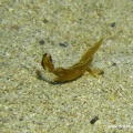 Ptarmus gallus (Blattsamtfisch)